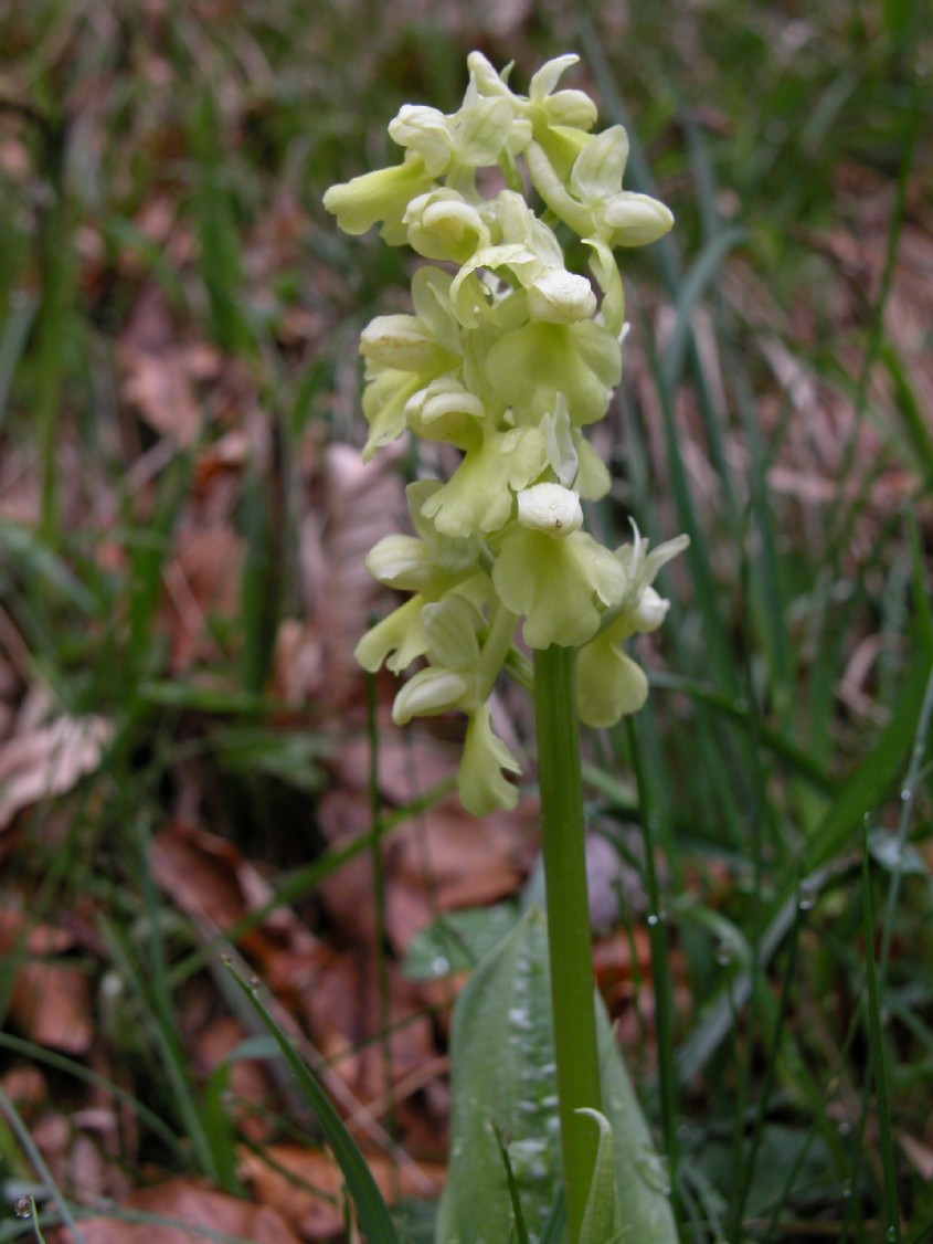 Orchis pallens